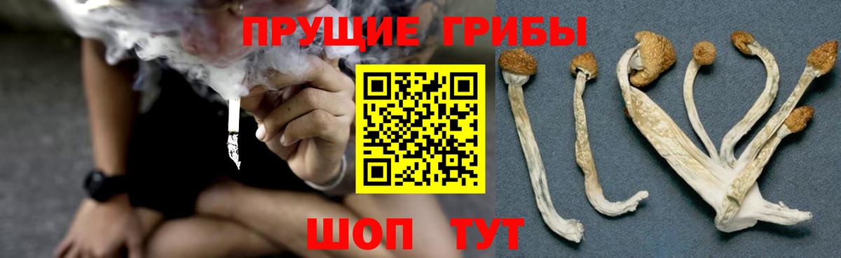 Лесной  Галлюциногенные грибы GOLDEN TEACHER  Псилоцибиновые грибы мицелий  Вход с VPN 